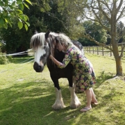 cheval irish cob nommé pepsy